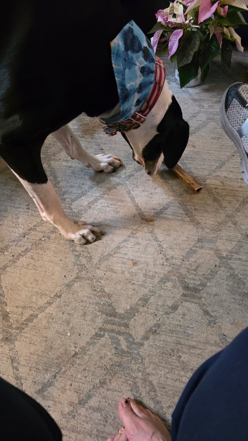 Customer photo review of Ostrich Knuckle (Medium – 4" x 3"): The Perfect Chew for Small to Medium Dogs & Sensitive Stomachs