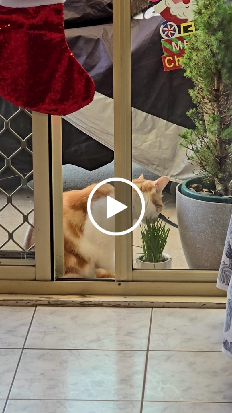 Customer video review of MICHU All-in-One Soil-Free Cat Grass Grow Kit with Australian Seed and Mulch, Made in Australia