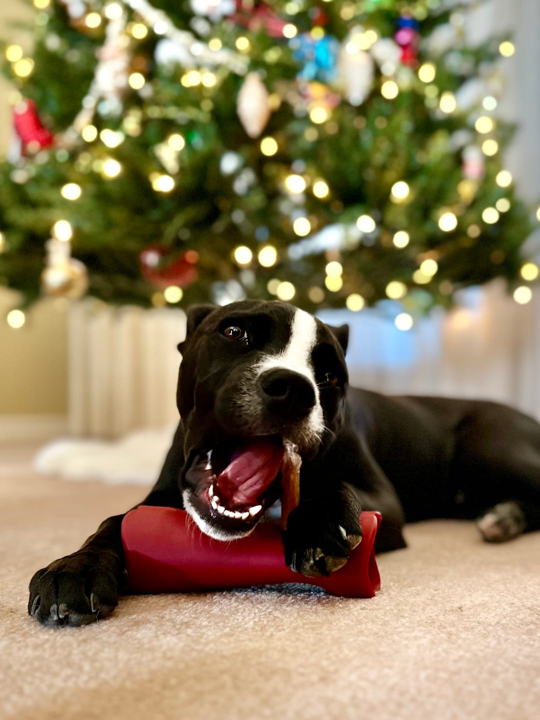 Customer photo review of Bully Stick Safety Holder