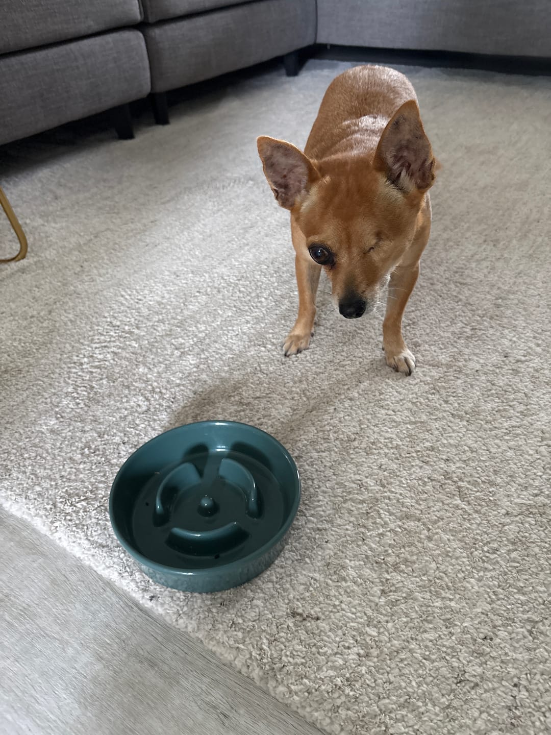 Customer photo review of Ceramic Slow Feeder Pet Bowl for Dogs and Cats