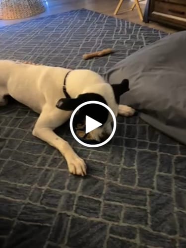 Customer video review of FreezWheel - Durable Interactive Chew