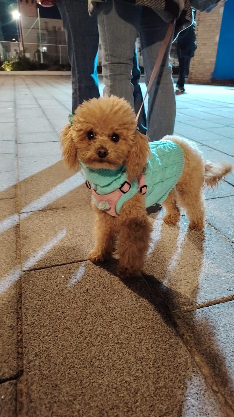Customer photo review of NUVOLINO, Shampoo volumizzante e ravvivante per cani ricci