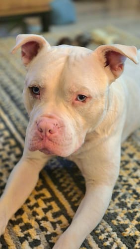 Customer photo review of Maxi White Whitening Dog Shampoo with Pineapple & Passionfruit