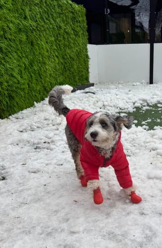 Customer photo review of WagWellies® by wagwear