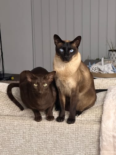 Customer photo review of -Fast Delivery Bag