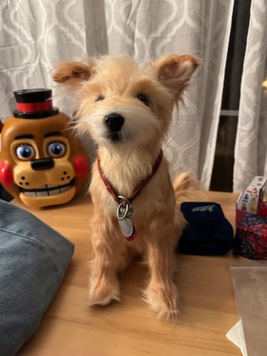 Custom Petslify plush reviewed by Gerald R., handmade replica of their dog