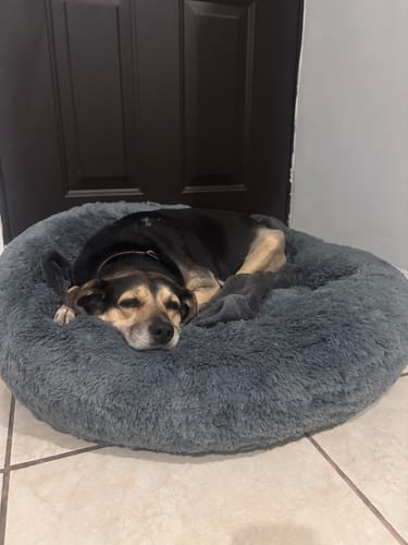 El perro de un cliente duerme acurrucado en la suave Cama Antiestrés gris.