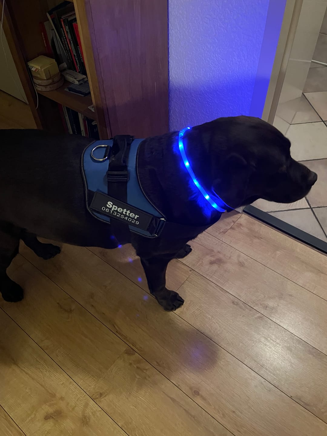 Customer photo review of PawGuard - Gepersonaliseerd Hondentuigje
