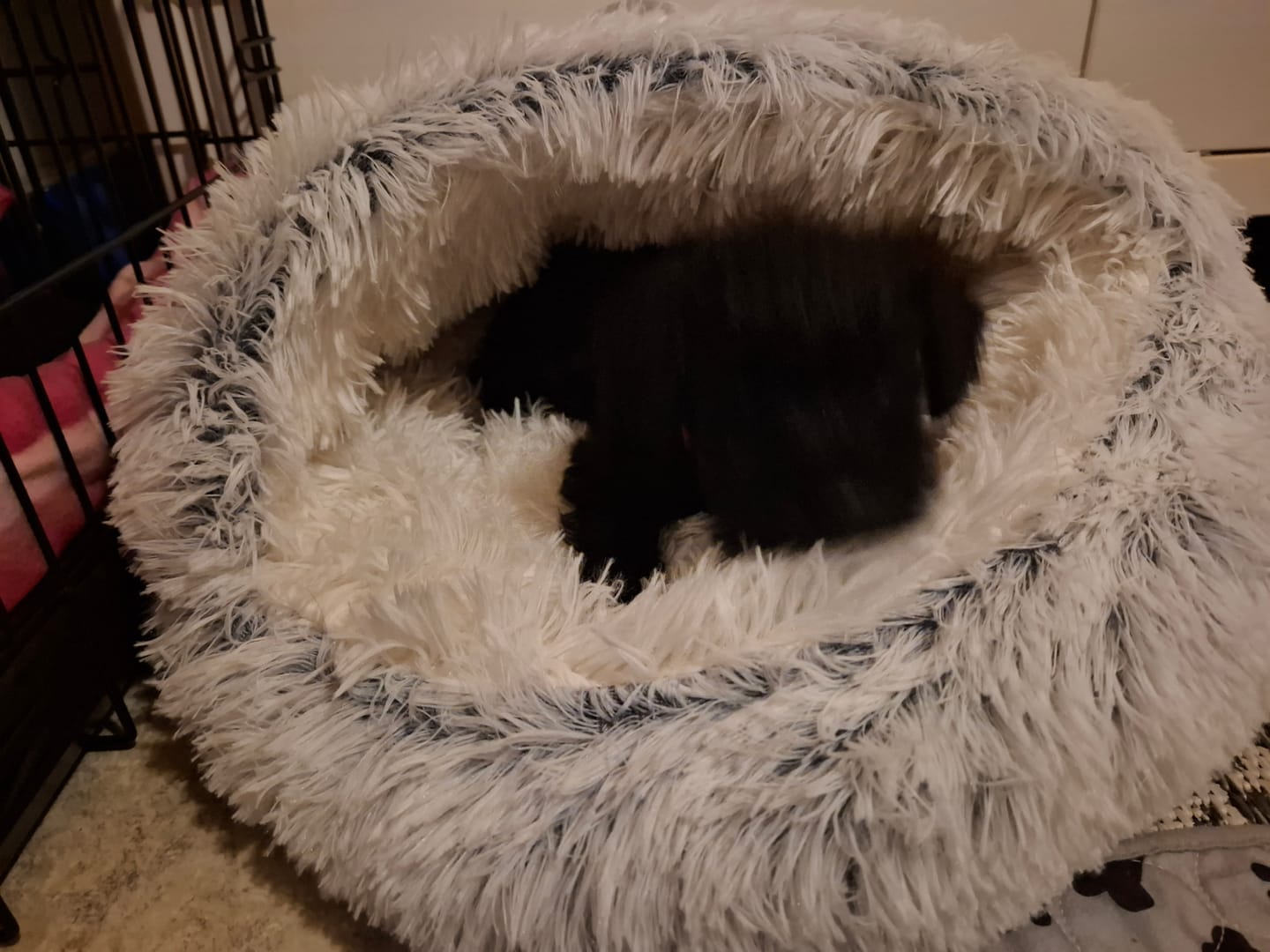 Customer photo review of CozyCave™ luolapeti koiralle