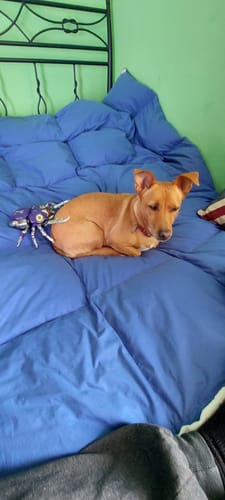 Customer photo review of Cang Toys Cang-Toys TA-HCZ001 Blacanidae Bergion (Insecticons) Hero Grade 18cm / 7"