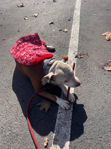 Reviewer's dog in a red sweater lies on pavement while chewing a 12 Inch Thick Bully Stick.