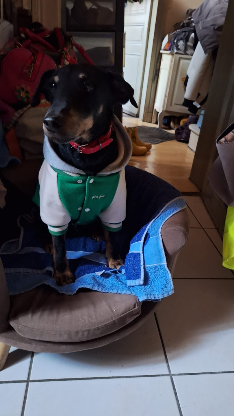 Customer photo review of Hot Pavement Pawtector Dog Shoes - Green Yellow