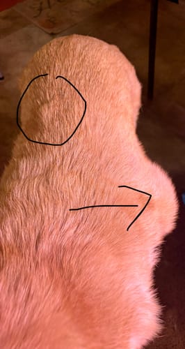 Customer's close-up photo of a dog's back with markings highlighting growths being treated with Petsmont Buddy Guard.