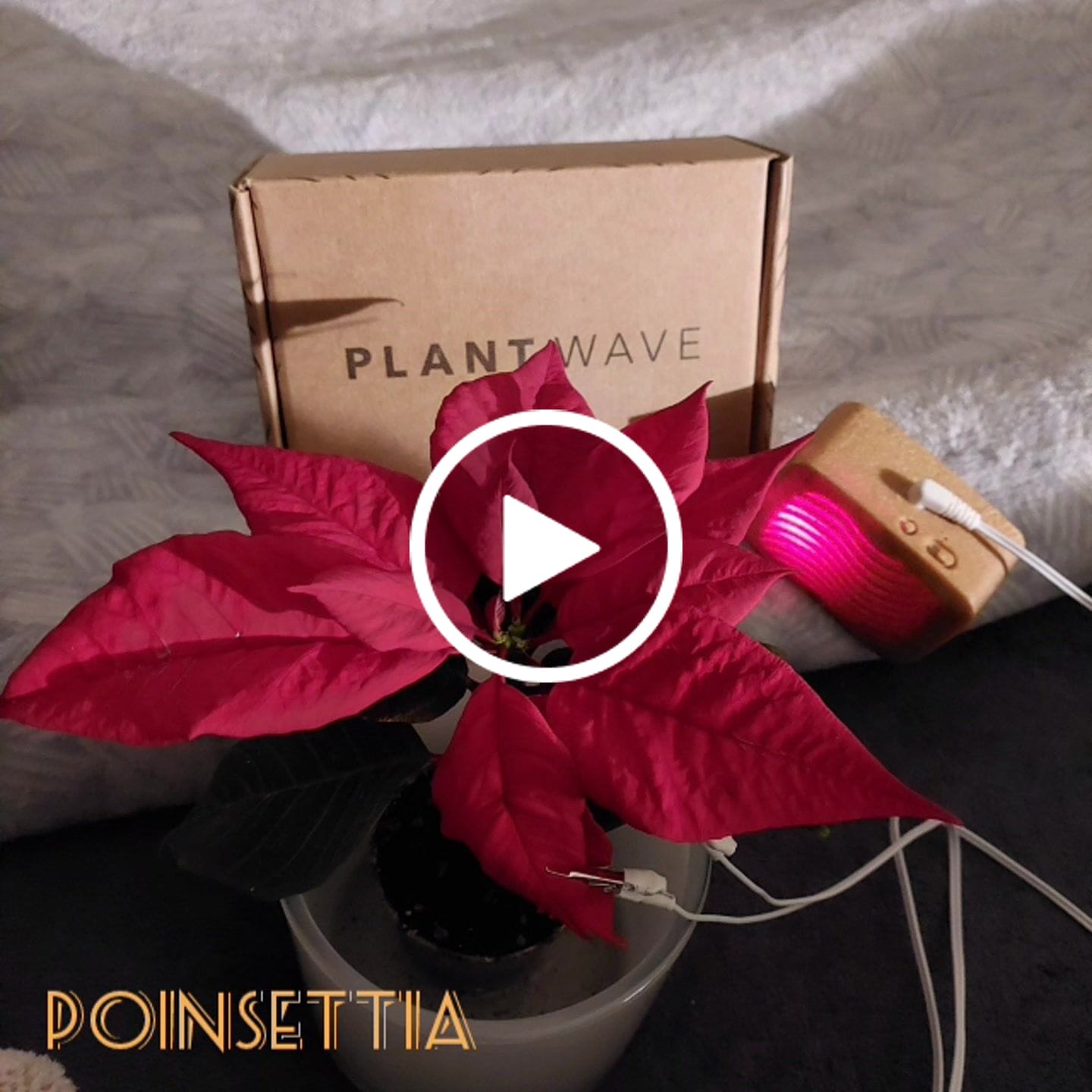 Customer video review of PlantWave