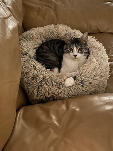 Customer photo review of Fit Litter PLUS - 3 month supply - 1 cat