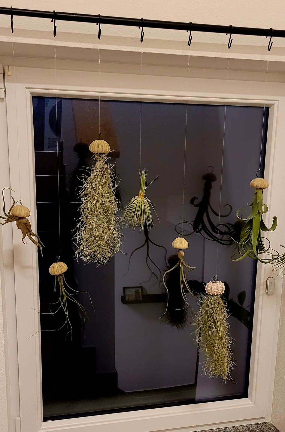 Customer photo review of Tillandsia usneoides - Lousianamoos