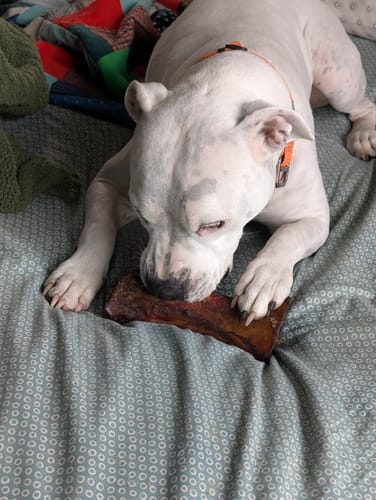 Customer's white pitbull, Dex, lies on a bed chewing on a large Smoked Beef Marrow Bone.