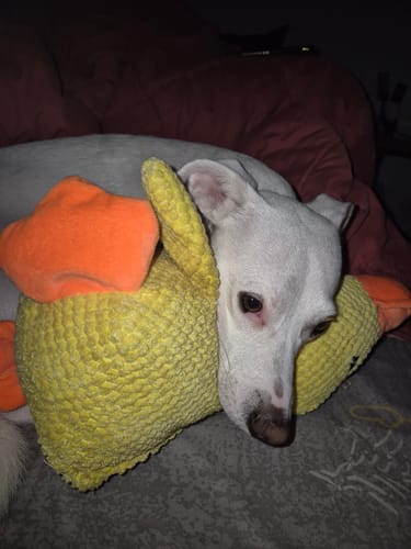 Customer photo review of Duck™ - Il Pupazzo Indistruttibile