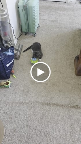 Customer video review of SPEEDY TAIL 2.0