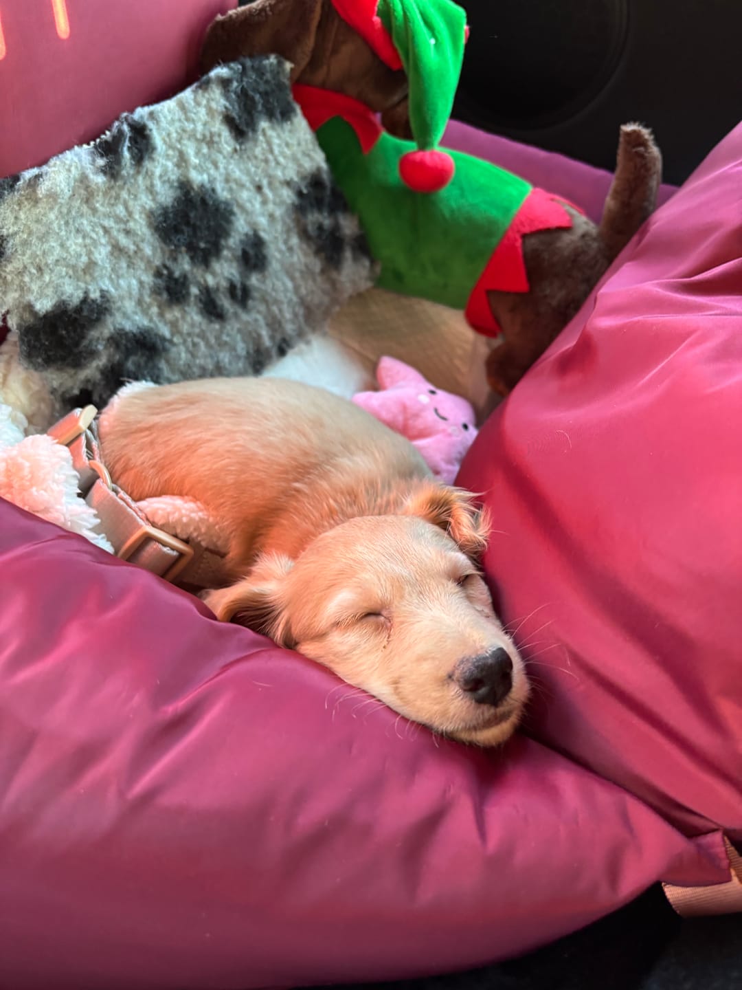 Customer photo review of Travel Dog Pod - Rosewood
