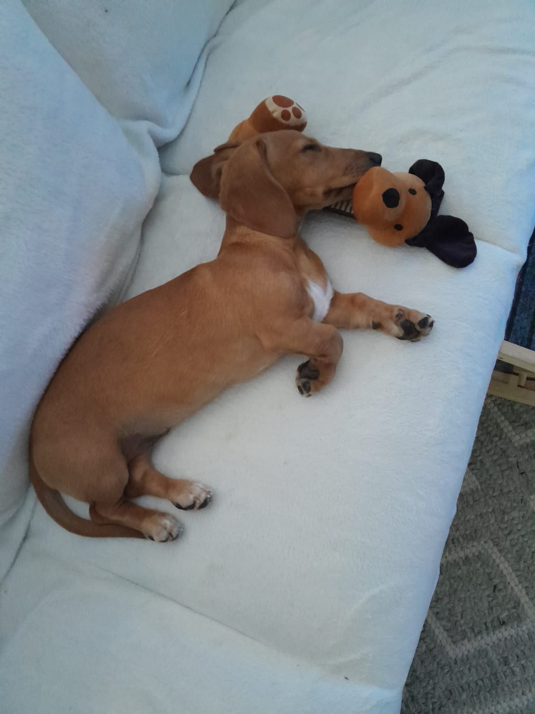 Customer photo review of Digestive K9 Powder