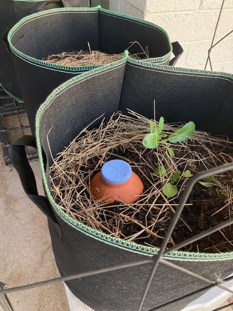 Customer photo review of Oya™ Watering Spike
