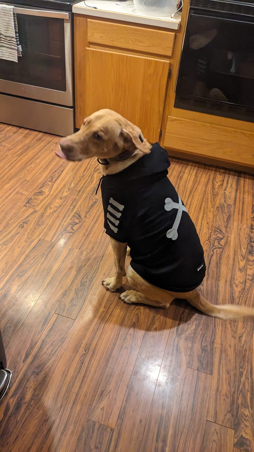 Customer photo review of Dog Hoodie Prints