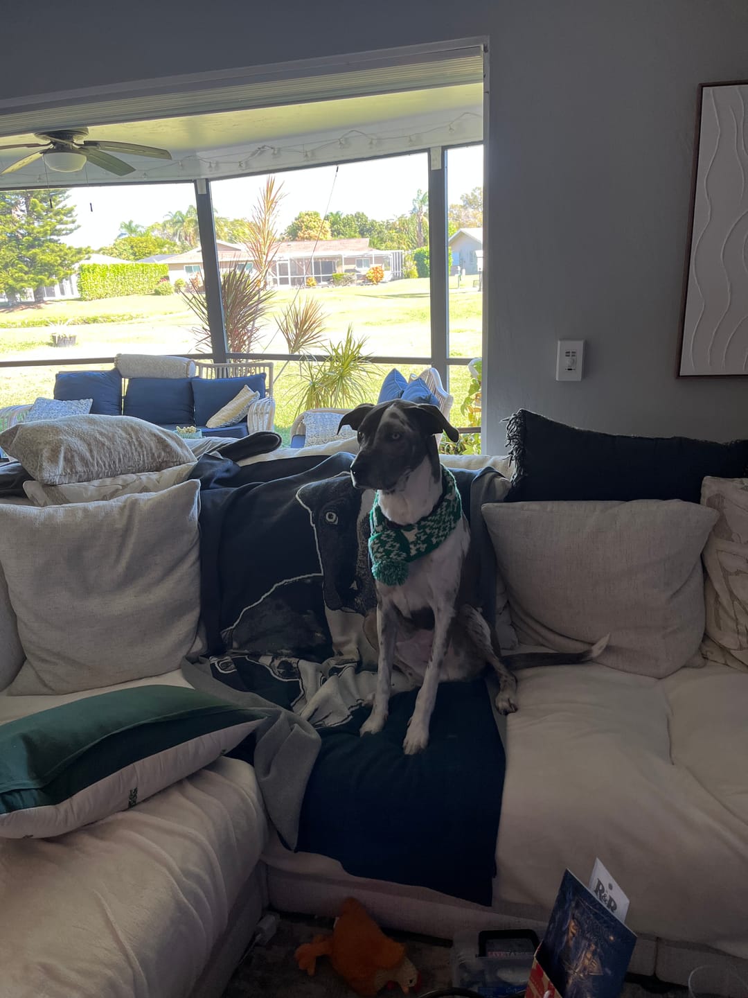 Customer photo review of Super Dog - Custom Knitted Blanket