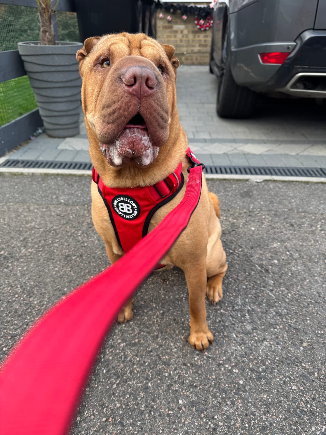 Customer photo review of Comfort Premium Harness | Non Restrictive - Red