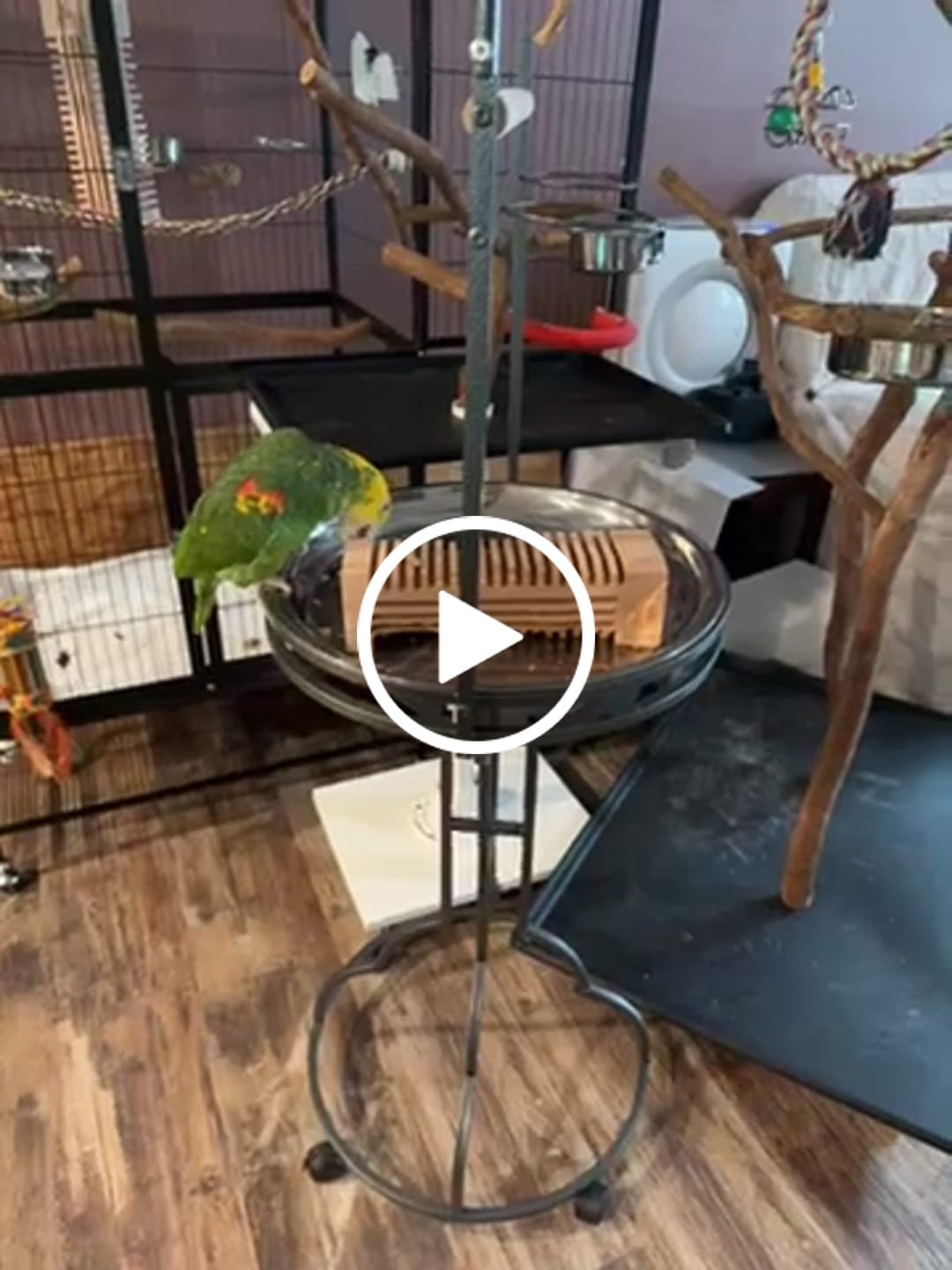 Customer video review of Big Chippy - The Ultimate Toy For Big Birds