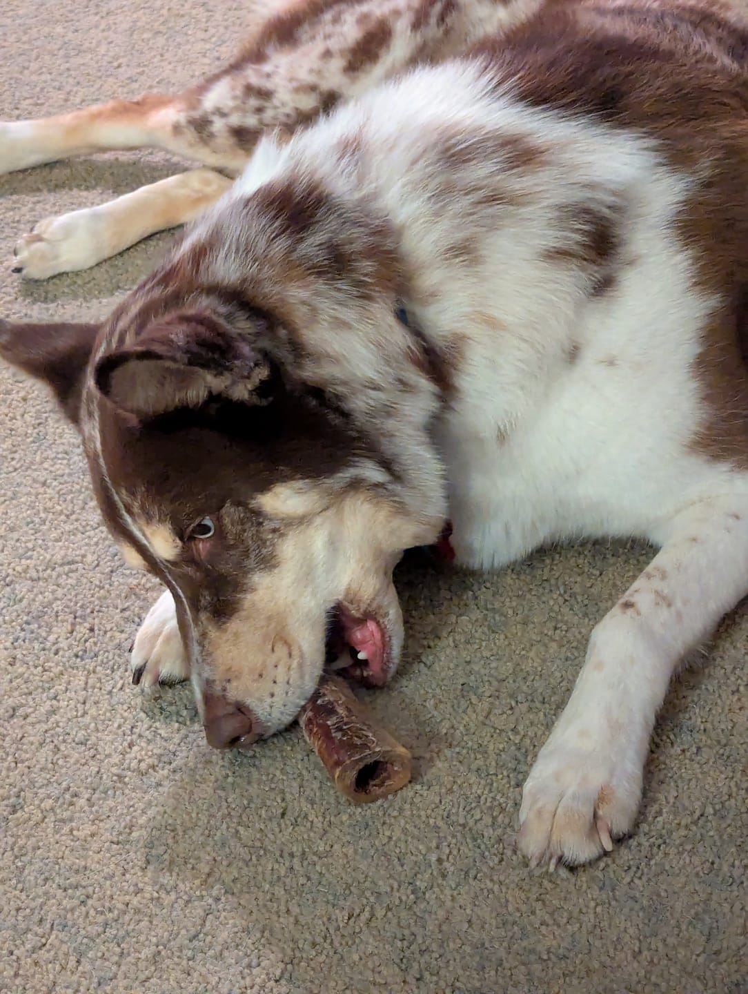 Customer photo review of Ostrich Chunky Bones (5" x 2" - 2 Pack): The Long-Lasting, Flavor-Packed Bones for Medium to Large Dogs