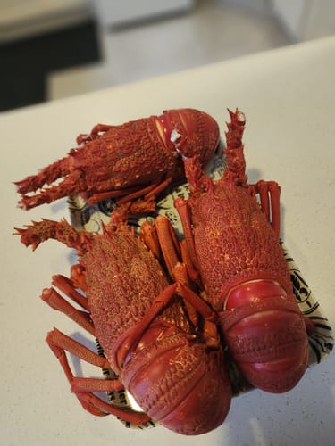 Customer photo review of Live NZ Red Crayfish