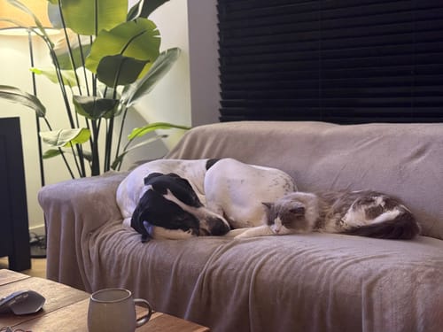 Customer photo review of Strelitzia Kunstplant 180cm