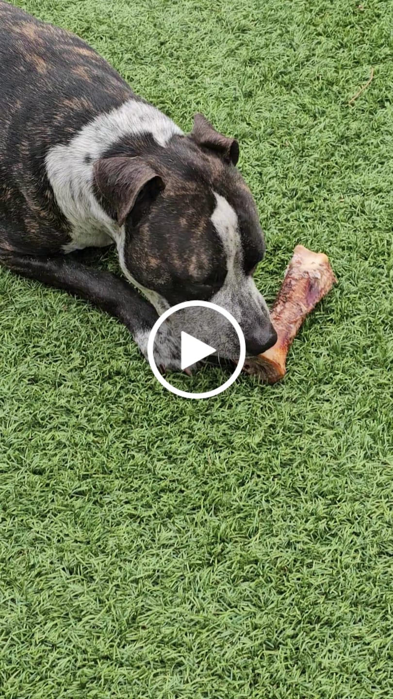 Customer video review of Large Dog Black Friday Bundle II (4x 5oz Jerky Bags + 4x LARGE Smoked Marrow Bones)