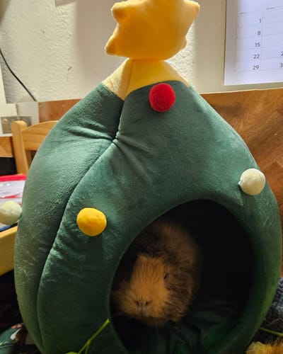 Customer photo review of 🎄 Oh Tannenbaumhaus – Das kuschelige Weihnachts-Versteck für deine Meerschweinchen