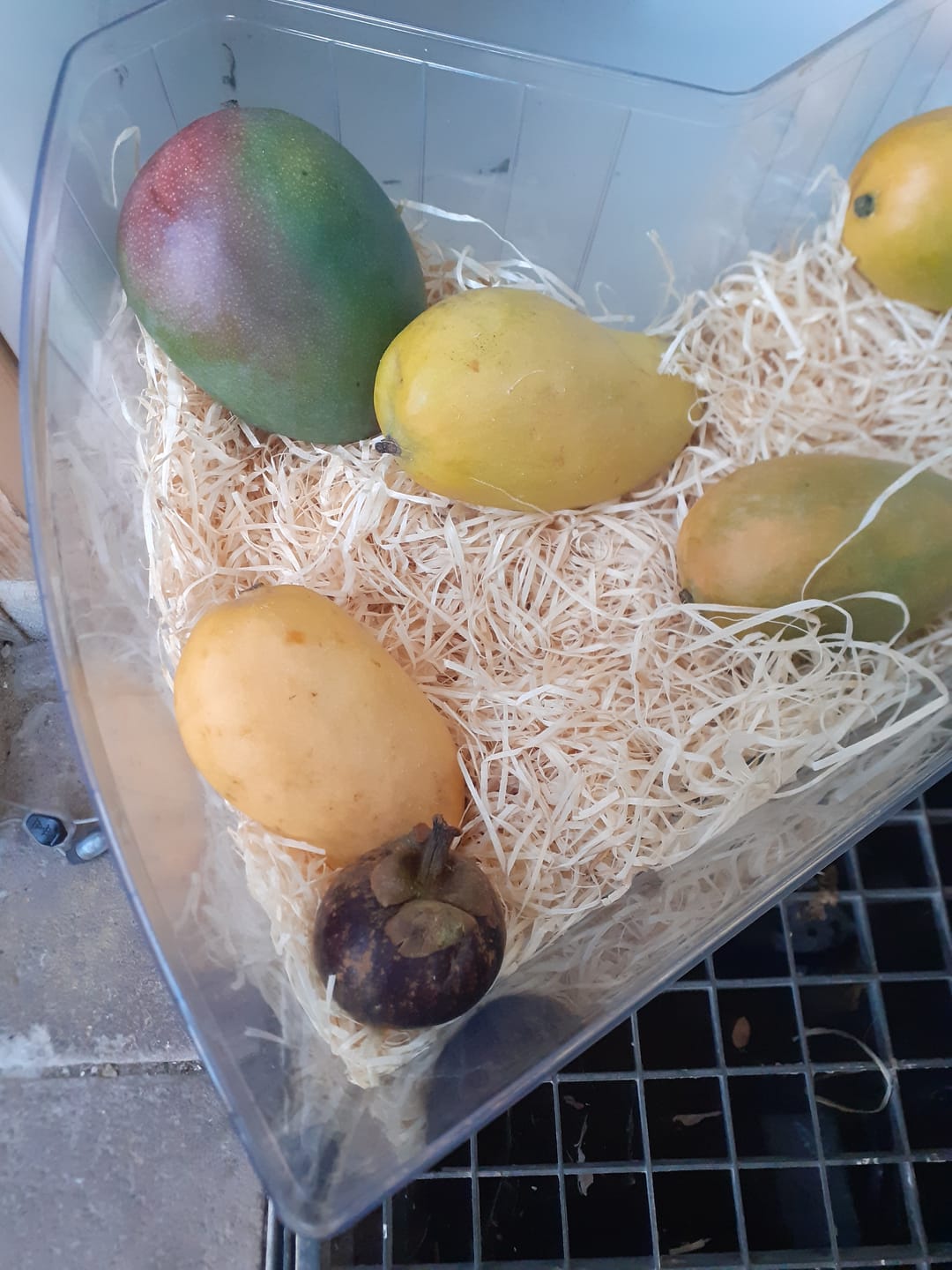 Customer photo review of Exotische Früchtebox „Tropenfeeling"