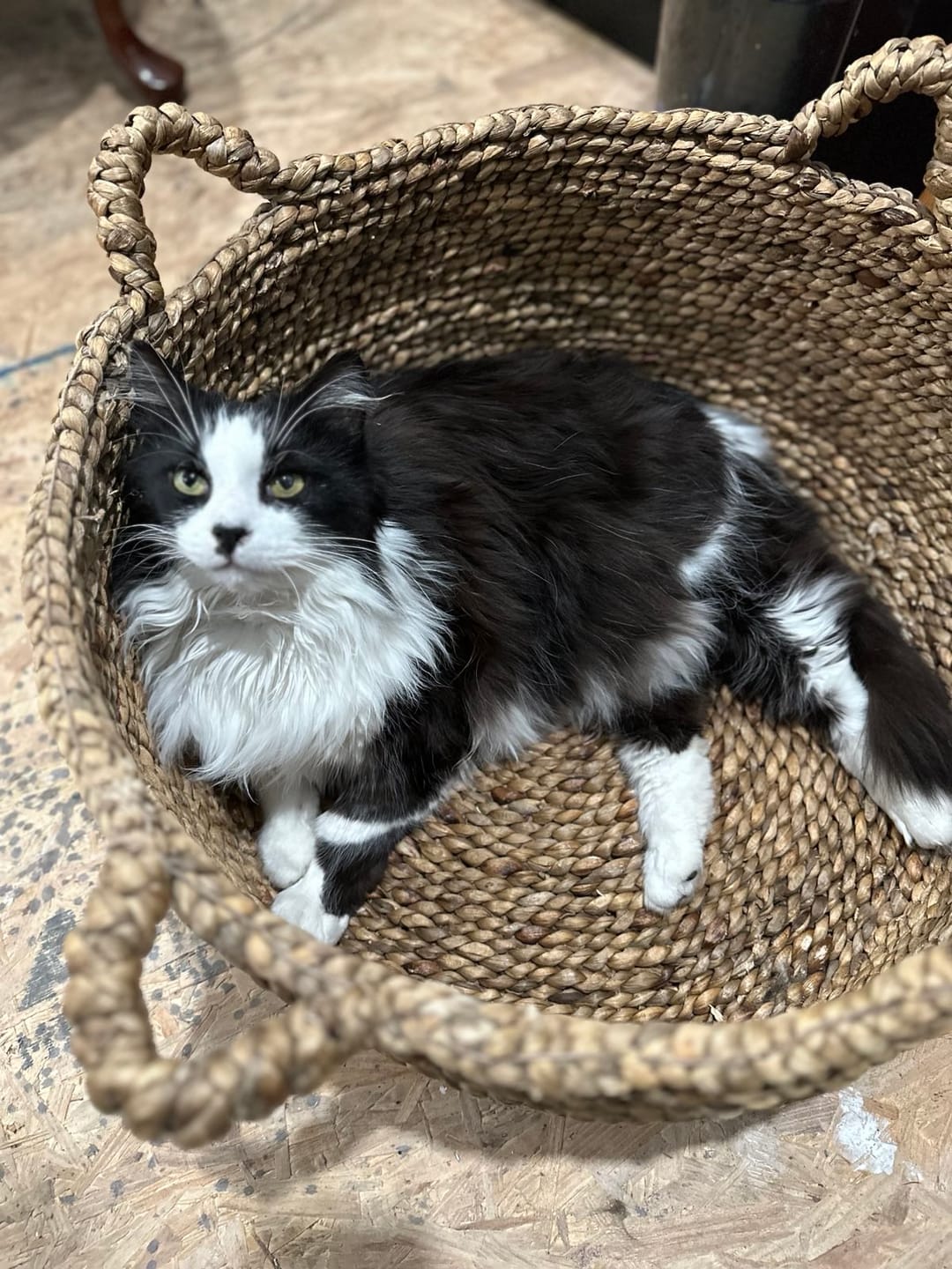 Customer photo review of Cat Allergy Relief & Immune Support Remedy