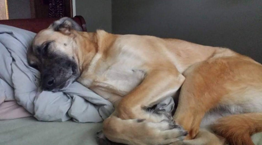 Customer photo review of Himalayan Yak Chew (MEDIUM)