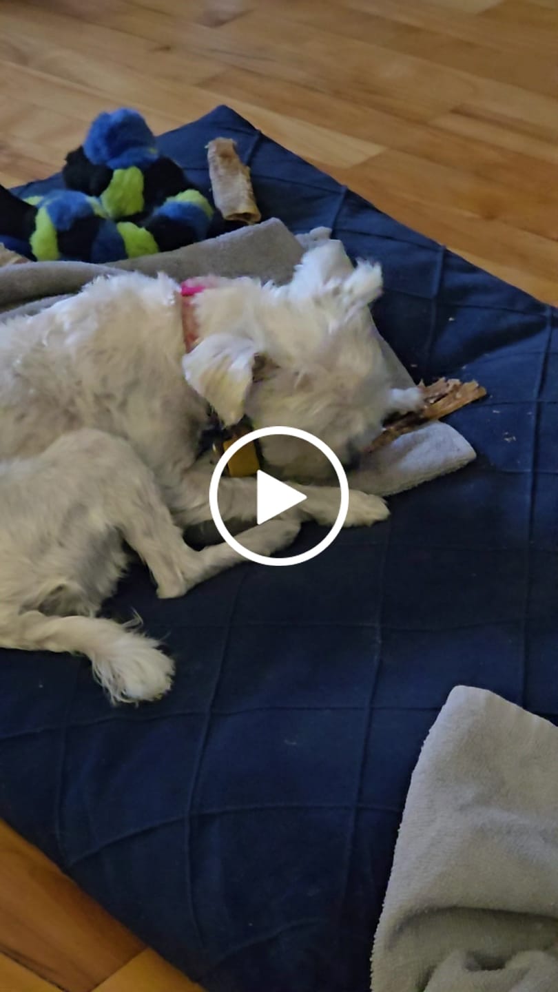 Customer video review of 12 Inch Beef Jerky Strip