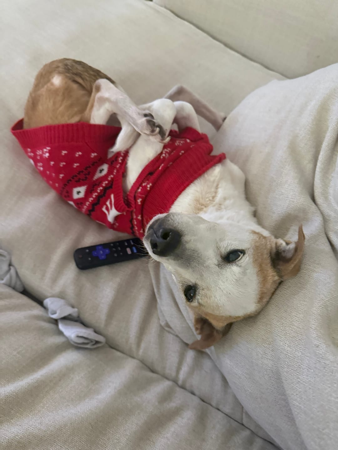 Customer photo review of Knit Christmas Dog Sweater - Dasher Red