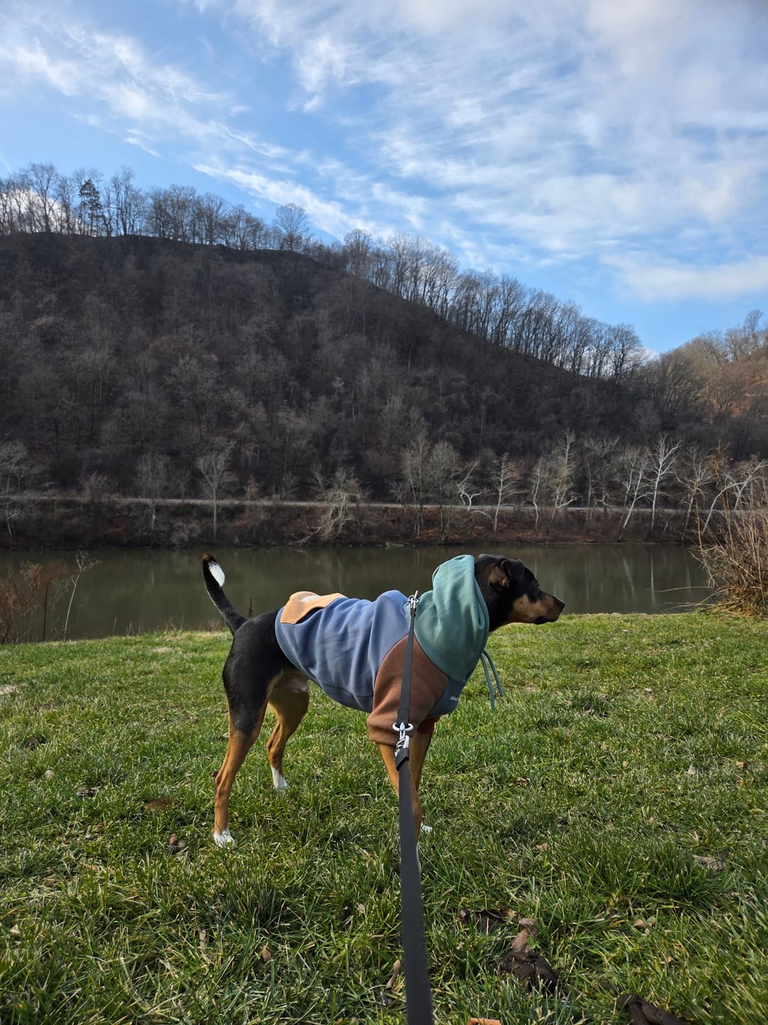 Customer photo review of Alpine Dog Hoodie