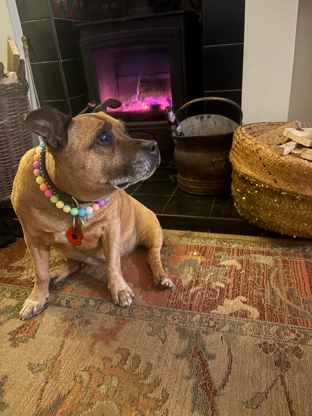 Customer photo review of Glow In The Dark Silicon Dog Necklace