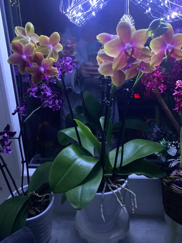 Ein Kunde zeigt seine Duftorchidee Bolgheri mit vielen orangen Blüten und gesunden Blättern auf einer Fensterbank.