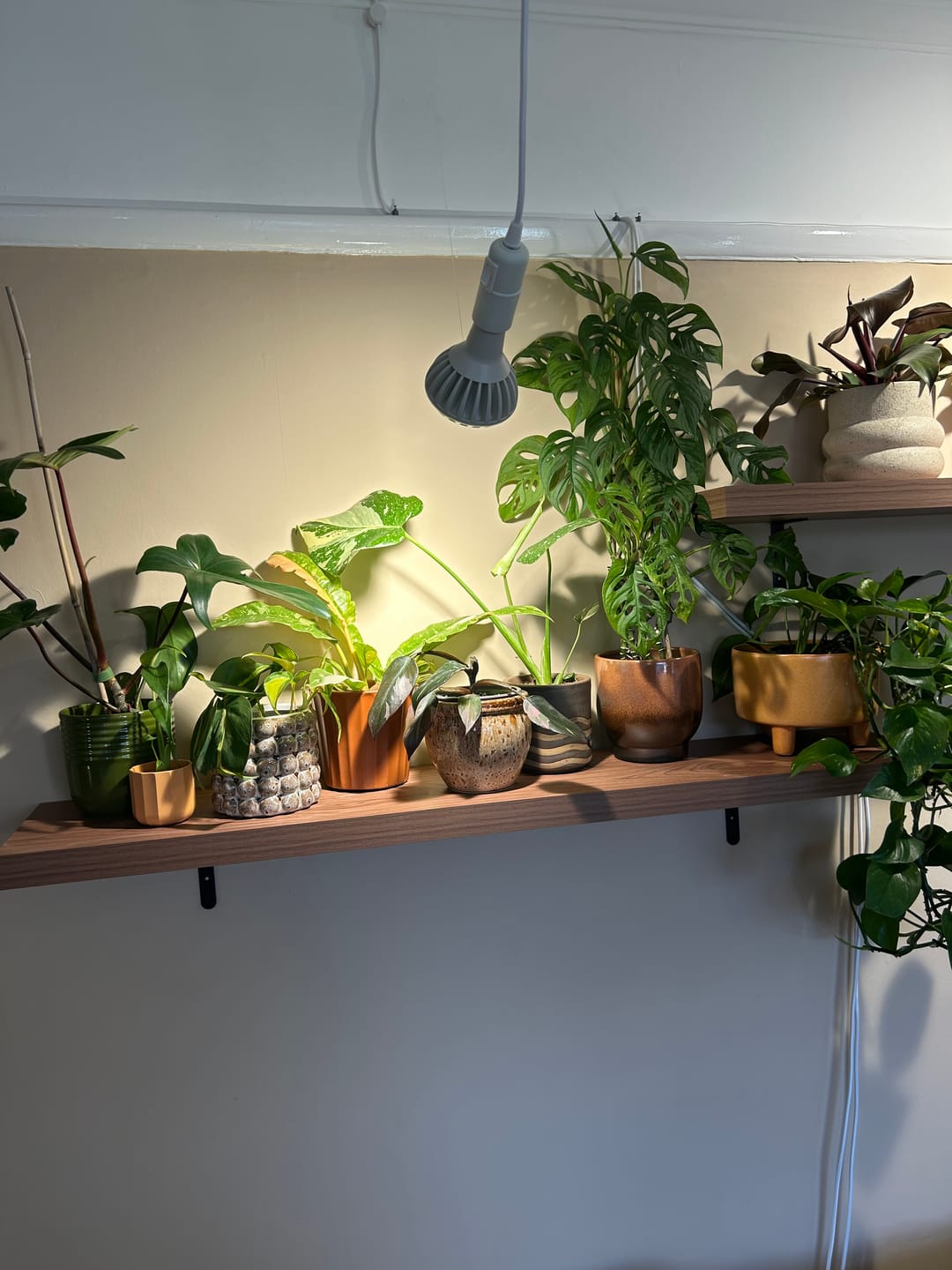 Customer photo review of Pianta Grow Light and Enna Plug-in Ceiling Pendant Bundle