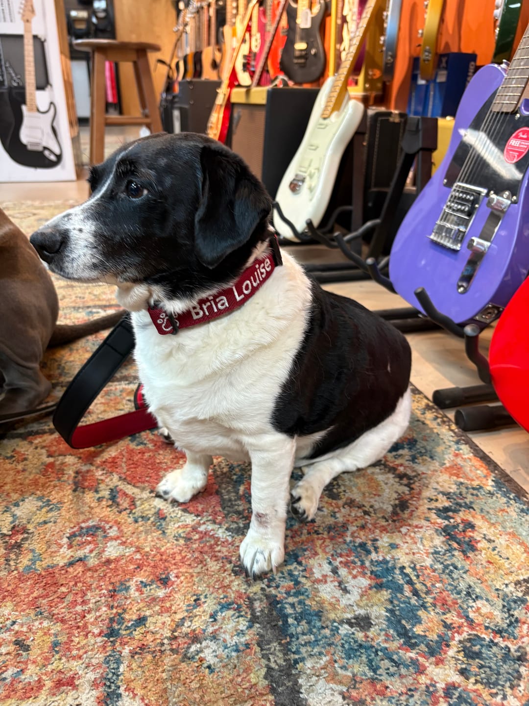 Customer photo review of 2.5cm Combat® Collar | With Handle & Rated Clip - Burgundy