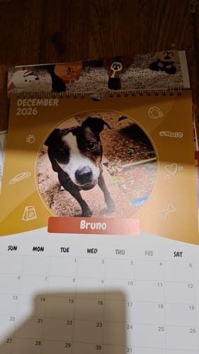 Customer photo review of Official Pupvote Cutest Pets of the Year Calendar (2026)