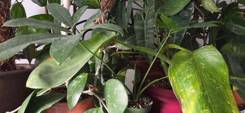 Customer's new Philodendron goeldii plants with healthy leaves, grouped together with other houseplants.