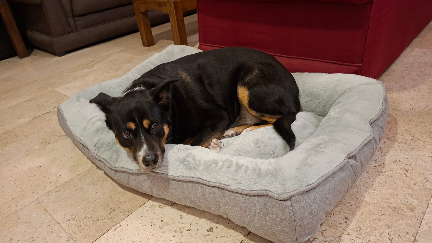 Customer photo review of Cama Sofá para Perros