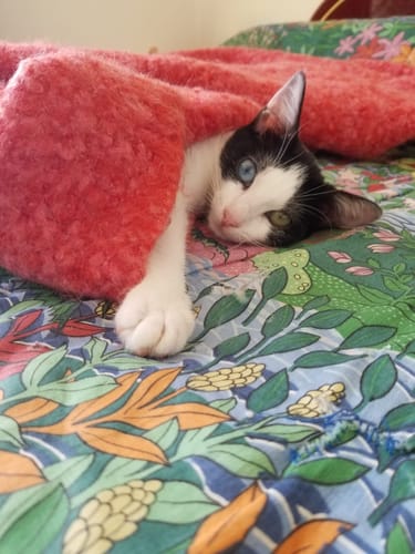 Le chaton noir et blanc d'un client, nourri à la pâtée, se repose confortablement sous une couverture.