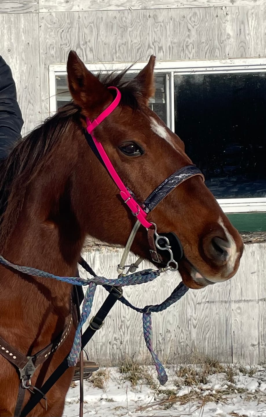 Customer photo review of Biothane Headstall - Single Ear